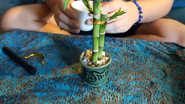 MY LUCKY BAMBOO PLANT смотреть онлайн