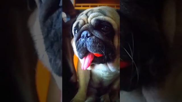 Pug and tomatos смотреть онлайн