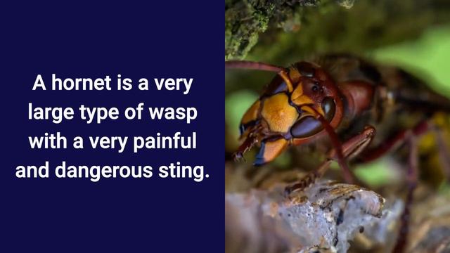 Stir Up a Hornet's Nest Idiom Meaning смотреть онлайн