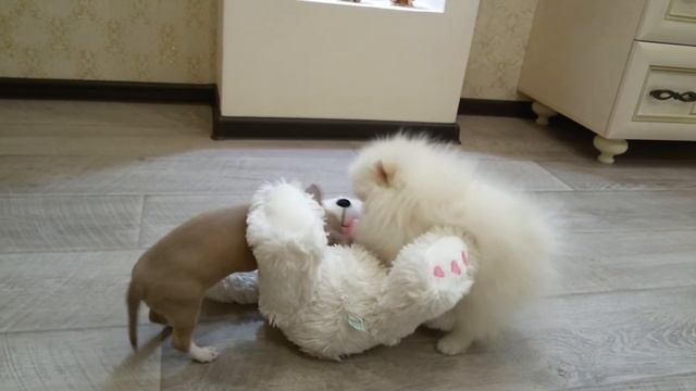 Померанский шпиц и чихуахуа -девочки не смогли поделить розовый бант. смотреть онлайн