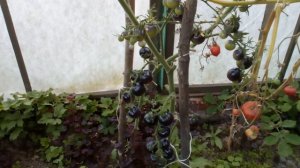 Очень урожайный сорт помидор, Французский гроздевой