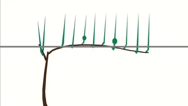 формирование куста винограда одноплечий Гюйо смотреть онлайн