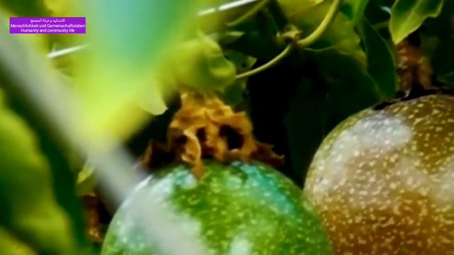 passion fruit (Passiflora edulis) The taste of passion fruit, how to grow it смотреть онлайн