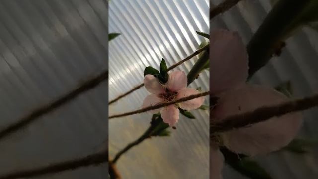 Выращивание персика из косточки смотреть онлайн