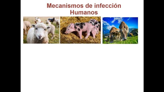 Toxoplasmosis Congénita: Fisiopatología (Parte 1) смотреть онлайн