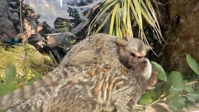 Río Safari Elche / Walks in the Zoo / Spain 2022 смотреть онлайн