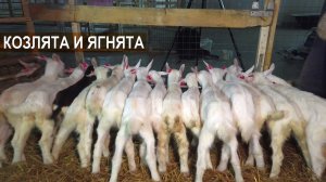 Заменитель цельного молока для ягнят и козлят. Кормление козлят и ягнят. Ферма Нины Муляк