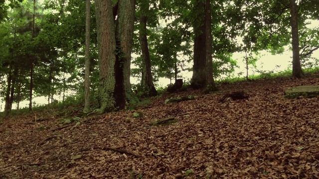 Stalker (Filmed on an iPhone 5) смотреть онлайн