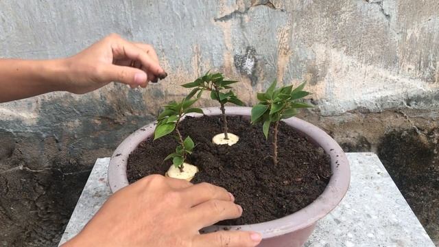 Try using banana to stimulate rooting to propagate bougainvillea смотреть онлайн