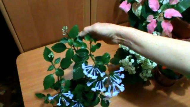 ПЛЕКТРАНТУС ВРЕМЯ ЦВЕТЕНИЯ УХОД 'Mona Lavender' смотреть онлайн