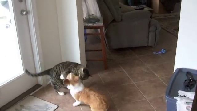 Cat vs. Corgi смотреть онлайн