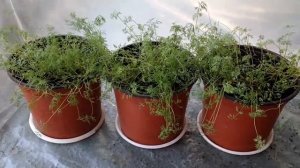 Как вырастить укроп дома. Укроп в горшке. ОГОРОД НАД ЗЕМЛЁЙ.