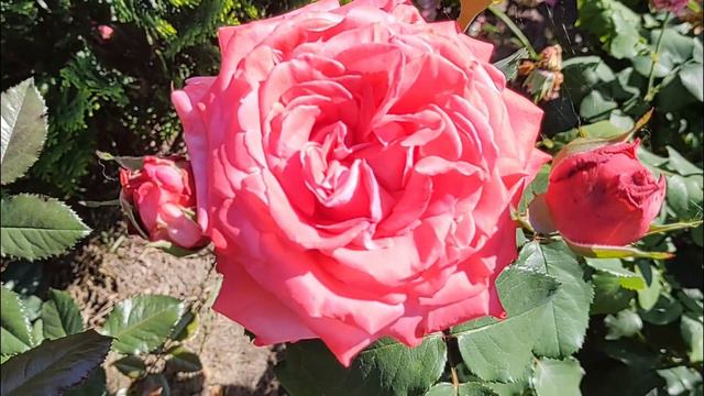 РОЗА ДИ ДИ БРИДЖУОТЕР | Обзор сорта: Роза Ди Ди Бриджуотер (Dee Dee Bridgewater)