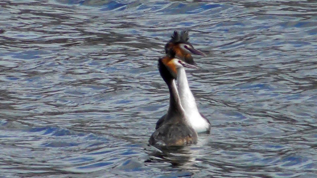 Чомга - Брачный танец / Great Crested Grebe / Svasso maggiore смотреть онлайн