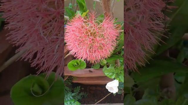May Flower (Scadoxus multiflorus) смотреть онлайн