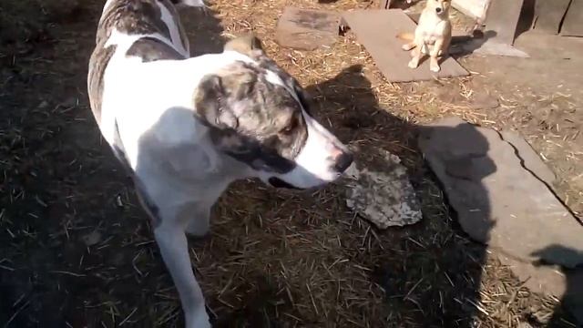 Грибная карта