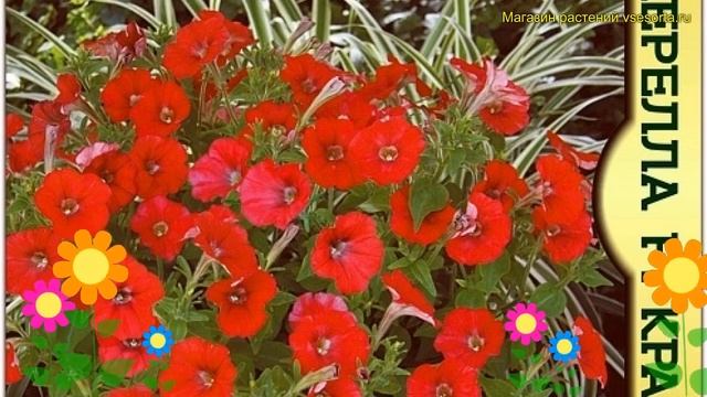Петуния обыкновенная Синдерелла Красная. Краткий обзор, описание характеристик petunia x hybrida смотреть онлайн