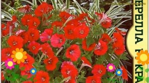 Петуния обыкновенная Синдерелла Красная. Краткий обзор, описание характеристик petunia x hybrida