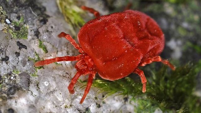 Что может Произойти После Укуса Опасных Насекомых и Паукообразных смотреть онлайн