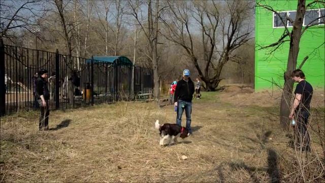 Отучаем собак подбирать корм смотреть онлайн