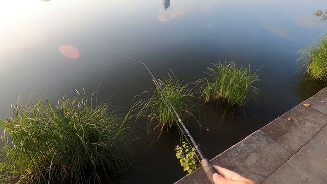 В августе щука клюёт только на блесну Mepps на городском пруду смотреть онлайн