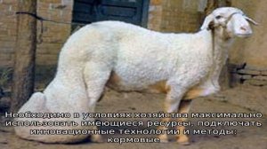 Курдючные бараны и овцы