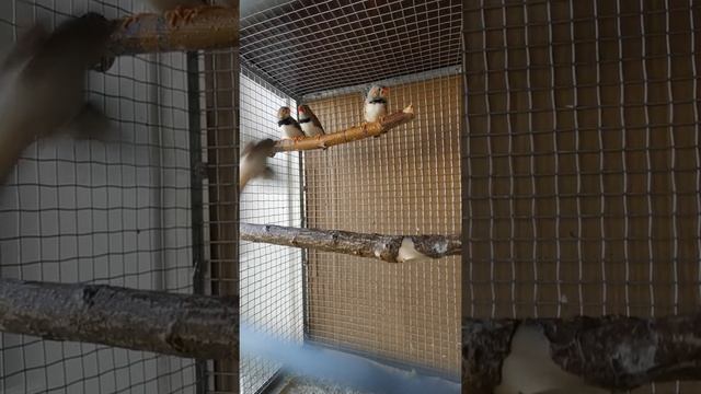 Птенцы зебровых амадинов в продаже смотреть онлайн