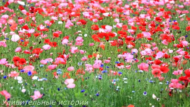 Проснувшись после первой брачной ночи, Ольга не обнаружила жениха и увидела от него записку... смотреть онлайн