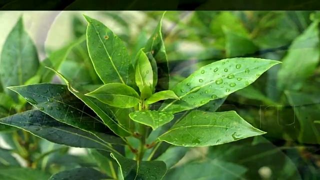 ПОДОЖГИТЕ ЛАВРОВЫЙ ЛИСТ В СВОЕМ ДОМЕ. ЗАЧЕМ? ВЫ БУДЕТЕ ПРИЯТНО УДИВЛЕНЫ! ЛАВРОВЫЙ ЛИСТ . смотреть онлайн