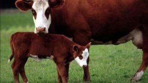 У всех мама есть