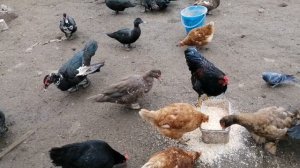 Кормлю индоуток.индоутки на вольном выгуле.Чем кормить индоуток.индоутки очень хорошо летают.