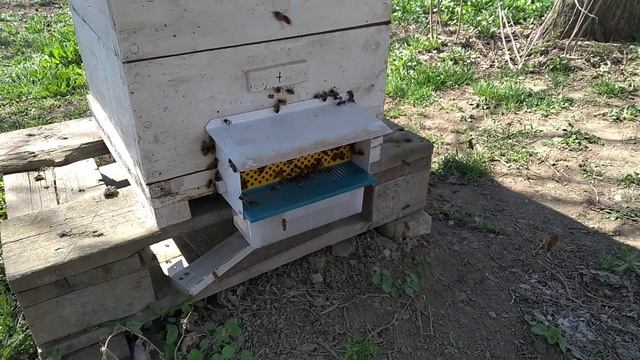 Небольшие нюансы сбора пыльцы на моей пасеке. смотреть онлайн