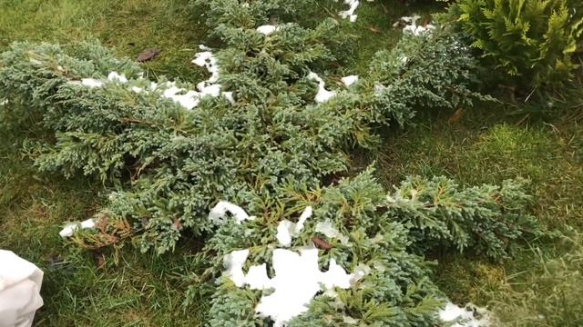 Можжевельник горизонтальный и вертикальный, кто меняет цвет своей хвои на зиму. Обзор сортов смотреть онлайн