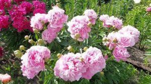 Пион Александр Флеминг. 2022 г.