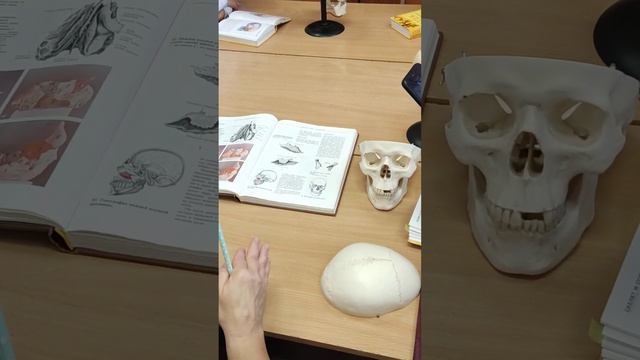 строение черепа смотреть онлайн