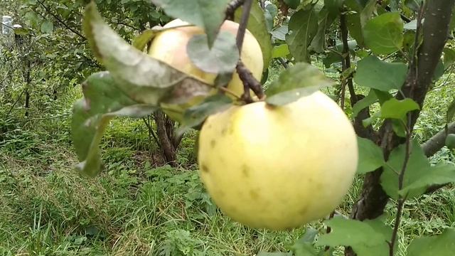☼Антоновка обыкновенная. смотреть онлайн