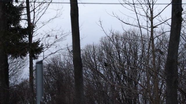 Large Flock of Turkeys Fly Across the Road and Over Traffic | Wild Bird Behavior смотреть онлайн