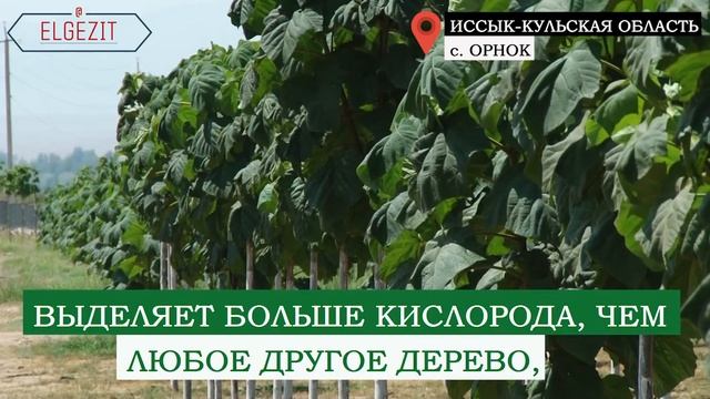 КУТ ДАРАК - ПАВЛОВНИЯ В КЫРГЫЗСТАНЕ смотреть онлайн