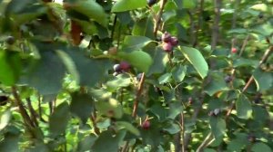 Как посадить, размножать и выращивать иргу на даче.