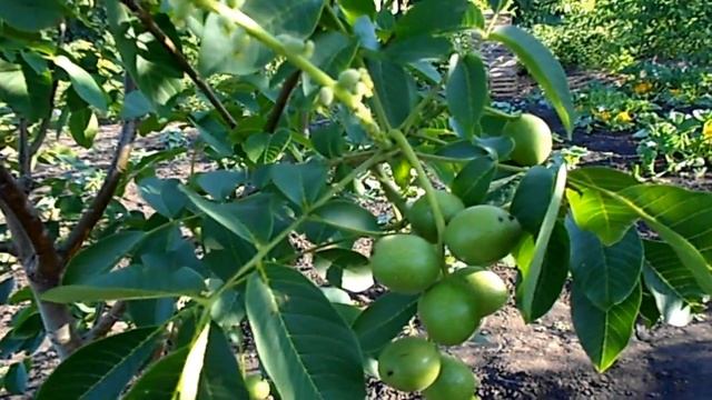 ОРЕХ КОЧЕРЖЕНКО ДЕРЕВУ 5 ЛЕТ 2018 год