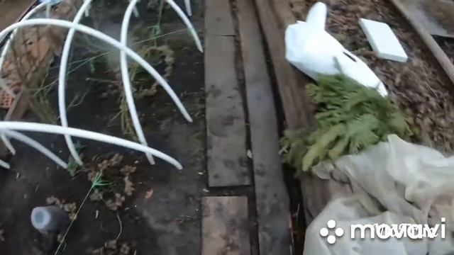 Укрытие роз на зиму! смотреть онлайн