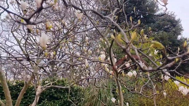 Magnolia plant constituents! Video 2. смотреть онлайн