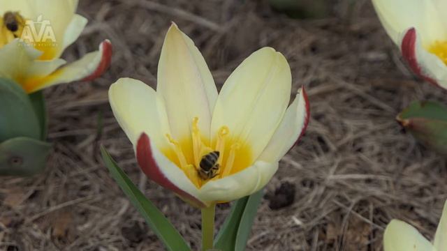 'The FIrst' -Tulipa Kaufmanniana