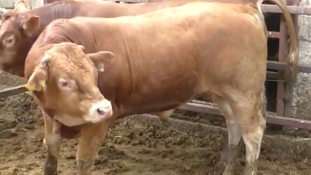 Быки-производители породы Лимузин. Рабочие будни смотреть онлайн