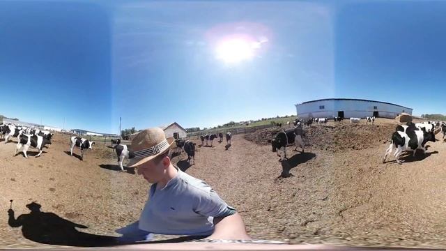 Продажа нетелей молочных пород. Получаться хорошие коровы которые дают порядка 45 литров молока. Оп смотреть онлайн