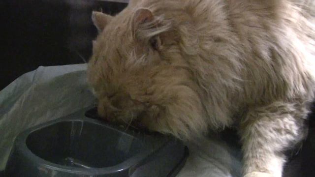 Лечу кота Валеру с больными зубами, которого бросили у пятерочки. смотреть онлайн