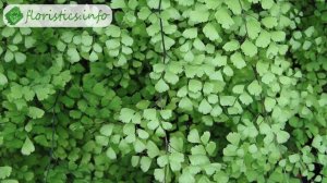 Папоротник адиантум – уход в домашних условиях: пересадка, размножение, приметы; венерин волос