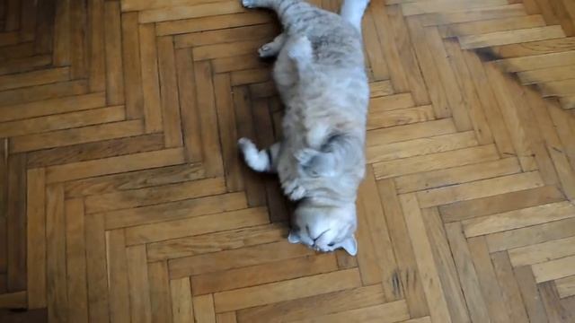 Дрессировка котов смотреть онлайн