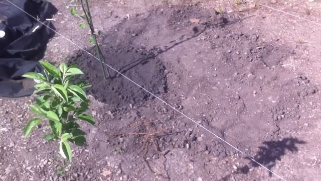 Создаю изгородь из туй смотреть онлайн
