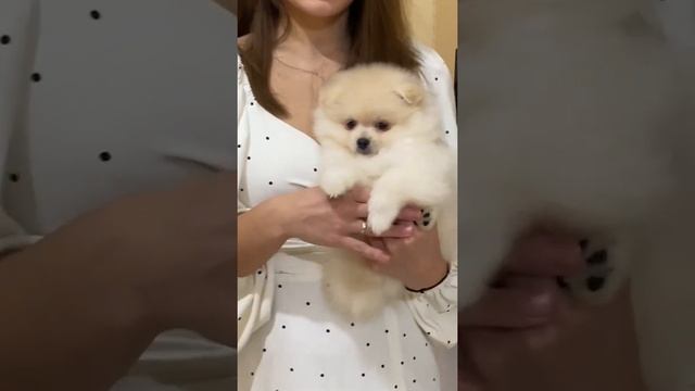 Кремовые шпицы 2 и 3 месяца смотреть онлайн